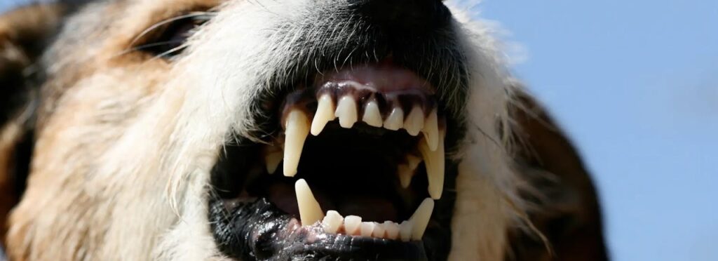 30-Day Dog Training Calendar